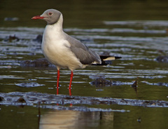 Gray-headed Gull